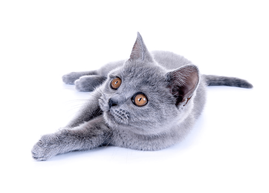 cat.png